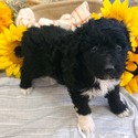 Aussiedoodle (green) - a Australian Shepherd puppy
