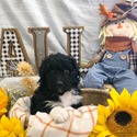 Aussiedoodle (green) - a Australian Shepherd puppy