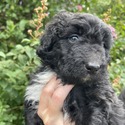 Aussiedoodle (green) - a Australian Shepherd puppy