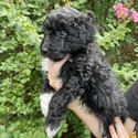 Aussiedoodle (green) - a Australian Shepherd puppy
