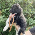Aussiedoodle (Brown) - a Australian Shepherd puppy