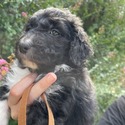 Aussiedoodle (Brown) - a Australian Shepherd puppy