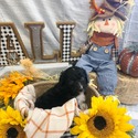 Aussiedoodle (Brown) - a Australian Shepherd puppy