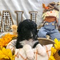 Aussiedoodle (Brown) - a Australian Shepherd puppy