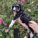 Aussiedoodle (Dk Blue) - a Australian Shepherd puppy