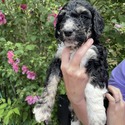 Aussiedoodle (Dk Blue) - a Australian Shepherd puppy
