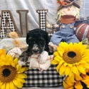 Aussiedoodle (Dk Blue) - a Australian Shepherd puppy