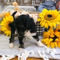 Aussiedoodle (Dk Blue) - a Australian Shepherd puppy