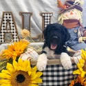 Aussiedoodle (Gray) - a Australian Shepherd puppy