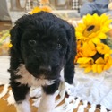 Aussiedoodle (Gray) - a Australian Shepherd puppy