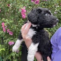 Aussiedoodle (Gray) - a Australian Shepherd puppy