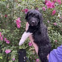 Aussiedoodle (Gray) - a Australian Shepherd puppy