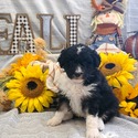 Aussiedoodle (Lt Blue) - a Australian Shepherd puppy