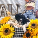 Aussiedoodle (Lt Blue) - a Australian Shepherd puppy