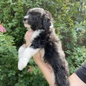 Aussiedoodle (Lt Blue) - a Australian Shepherd puppy