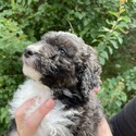 Aussiedoodle (Lt Blue) - a Australian Shepherd puppy