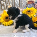 Aussiedoodle (Orange) - a Australian Shepherd puppy