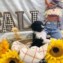 Aussiedoodle (Orange) - a Australian Shepherd puppy