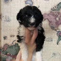 Aussiedoodle (Orange) - a Australian Shepherd puppy