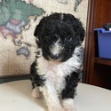 Aussiedoodle (Orange) - a Australian Shepherd puppy