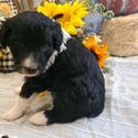 Aussiedoodle (Pink) - a Australian Shepherd puppy
