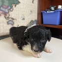 Aussiedoodle (Pink) - a Australian Shepherd puppy
