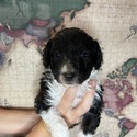 Aussiedoodle (Pink) - a Australian Shepherd puppy