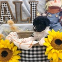Aussiedoodle (Pink) - a Australian Shepherd puppy