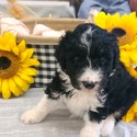 Aussiedoodle (Red) - a Australian Shepherd puppy