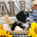 Aussiedoodle (Red) - a Australian Shepherd puppy