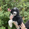 Aussiedoodle (Red) - a Australian Shepherd puppy