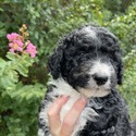 Aussiedoodle (Red) - a Australian Shepherd puppy