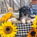 Aussiedoodle (White) - a Australian Shepherd puppy