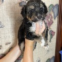 Aussiedoodle (White) - a Australian Shepherd puppy