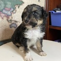 Aussiedoodle (White) - a Australian Shepherd puppy
