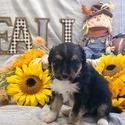 Aussiedoodle (White) - a Australian Shepherd puppy