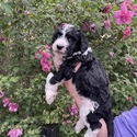 Aussiedoodle (Yellow) - a Australian Shepherd puppy