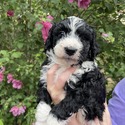 Aussiedoodle (Yellow) - a Australian Shepherd puppy