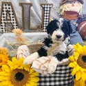 Aussiedoodle (Yellow) - a Australian Shepherd puppy
