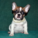 Watts English & French Bulldogs owned by Watts English & French Bulldogs