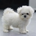 MARK - a Maltese puppy