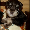 Sweet Milo - a Miniature Schnauzer puppy