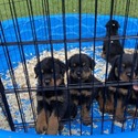 males - a Rottweiler puppy
