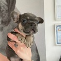 Duke - a French Bulldog puppy