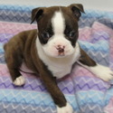 Dolly - a Boston Terrier puppy