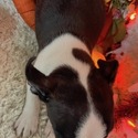 Ajax - a Boston Terrier puppy