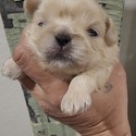 Gold Boy #1 - a Shih Tzu puppy