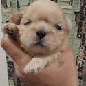 Gold Boy #2 - a Shih Tzu puppy