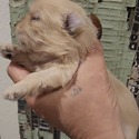 Gold Boy #2 - a Shih Tzu puppy