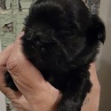 Black male puppy #1 - a Shih Tzu puppy